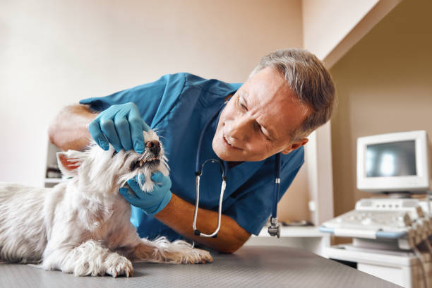 Best After-Hours Dental Trauma Care in Jefferson, NC